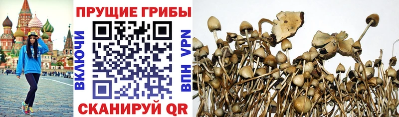 Галлюциногенные грибы Cubensis  hydra зеркало  Алдан 